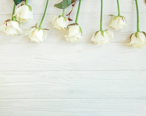 istock beautiful roses on white wooden background frame 1131462458