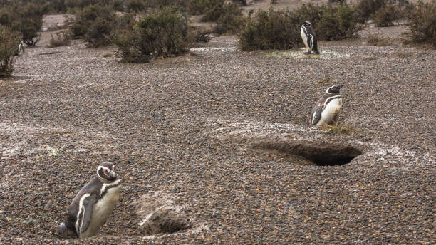 istock Penguins walk in preservation area 1131463304
