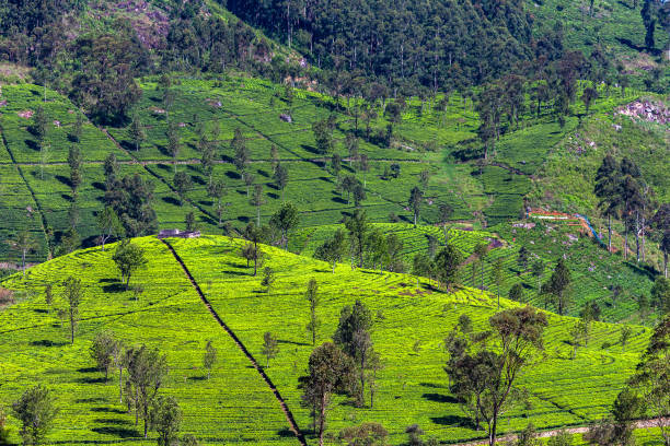 istock Tea plantation near Haputale. Sri Lanka. 1131463824