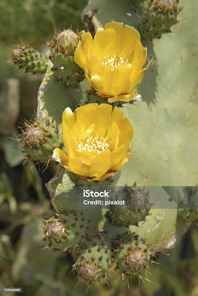 Cactus de fleurs - Photo de Cactus libre de droits