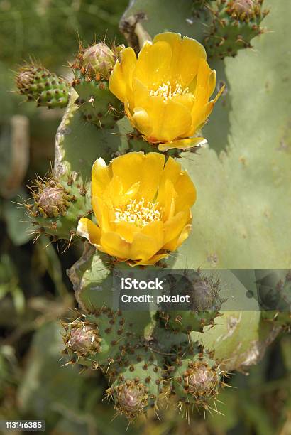 Photo libre de droit de Cactus De Fleurs banque d'images et plus d'images libres de droit de Cactus - Cactus, Capitule, Couleur verte