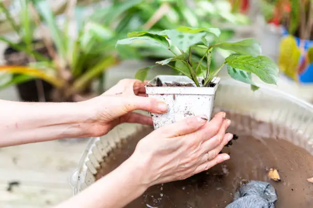 Closeup of woman hand holding potted calathea zebra peacock plant with dirt and soil pot flowerpot outside home garden backyard washing with water planting seedling