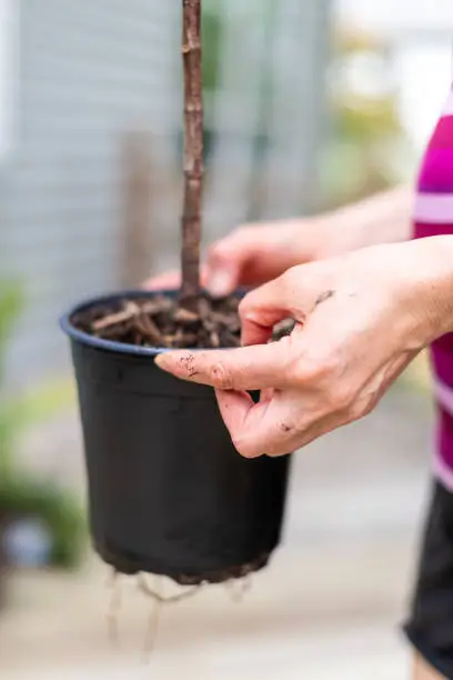 Vertical closeup of woman hand holding potted plant with dirt and soil stem pot flowerpot outside home garden backyard