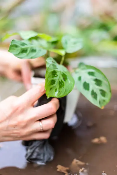 Woman hand holding potted calathea zebra peacock plant with dirt vertical closeup and soil stem pot flowerpot outside home garden backyard washing with water planting seedling