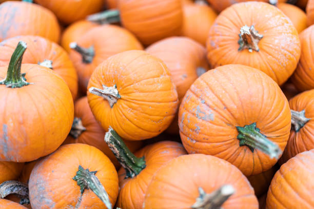 istock Closeup pattern of large and small orange decorative carving pumpkin squash display by store or farm 1131464827