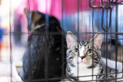 Portrait of one tabby and white kitten cat looking through cage behind bars waiting for adoption with sibling