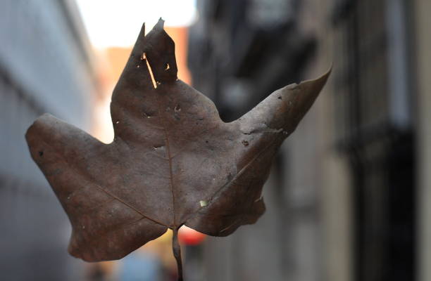 dried leaf in autumn in a blurry city scene