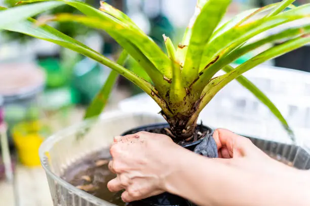 Woman hands holding cleaning washing with water potted dracena green plant pot flowerpot outside home garden backyard closeup