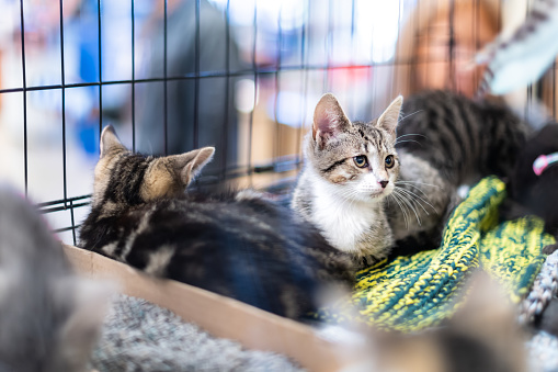 Portrait of sad tabby and white kitten cat looking through cage behind bars waiting for adoption with siblings