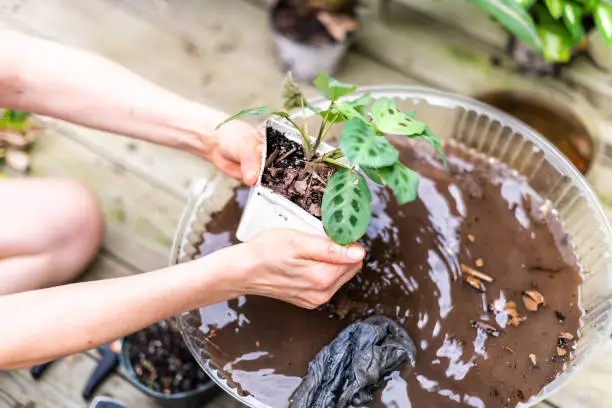Woman hand holding potted calathea zebra peacock plant with dirt and soil pot flowerpot outside home garden backyard washing with water planting seedling
