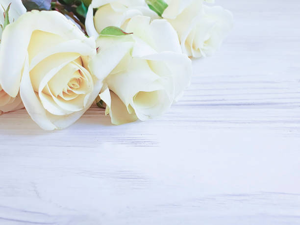 istock beautiful roses on white wooden background frame 1131467079