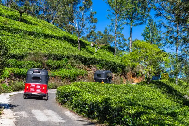 Photo of Tea plantation near Haputale. Sri Lanka.