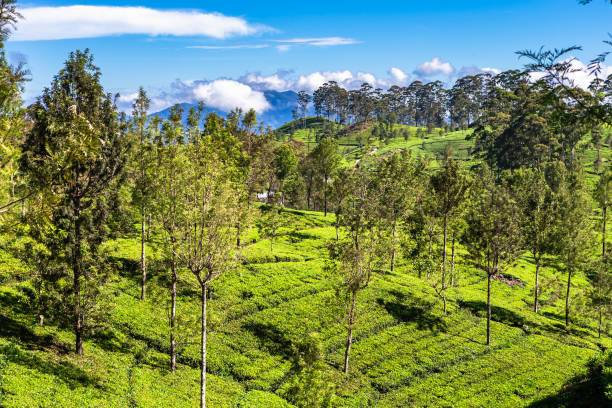 istock Tea plantation near Haputale. Sri Lanka. 1131469053