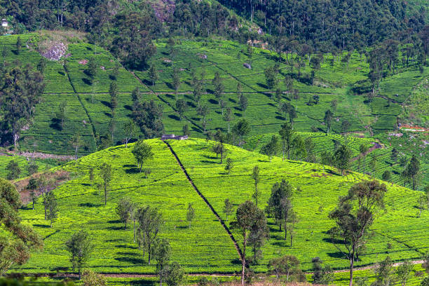 istock Tea plantation near Haputale. Sri Lanka. 1131469174