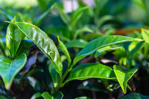istock Tea plantation near Haputale. Sri Lanka. 1131470509
