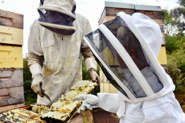 istock Child in a Bee Suit learns about Beehives 1131472529