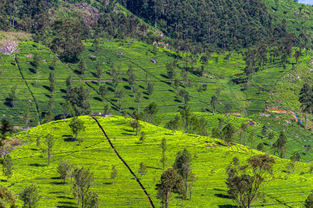 istock Tea plantation near Haputale. Sri Lanka. 1131472822