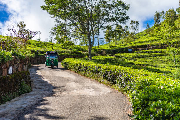 istock Tea plantation near Haputale. Sri Lanka. 1131473105