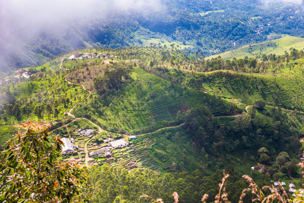 istock Tea plantation near Haputale. Sri Lanka. 1131474032