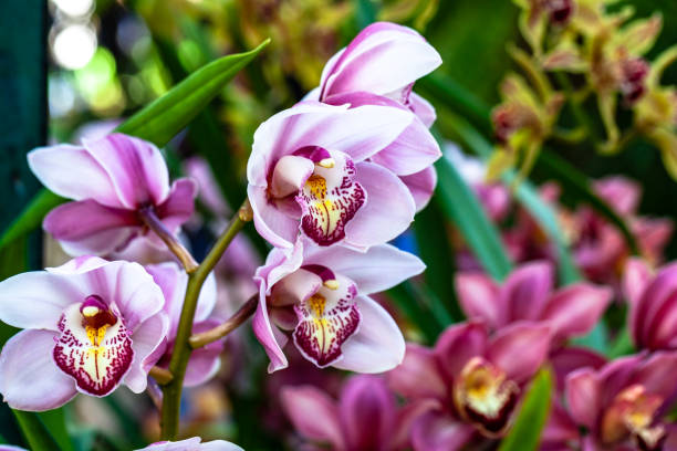 istock orchids flowers orchid flower 1131474738