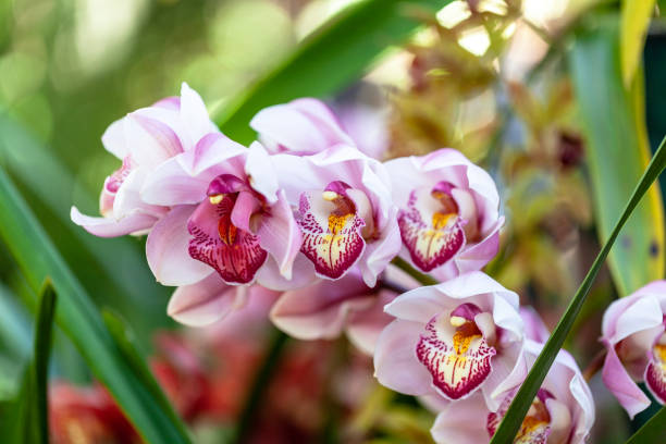 istock orchids flowers orchid flower 1131474884