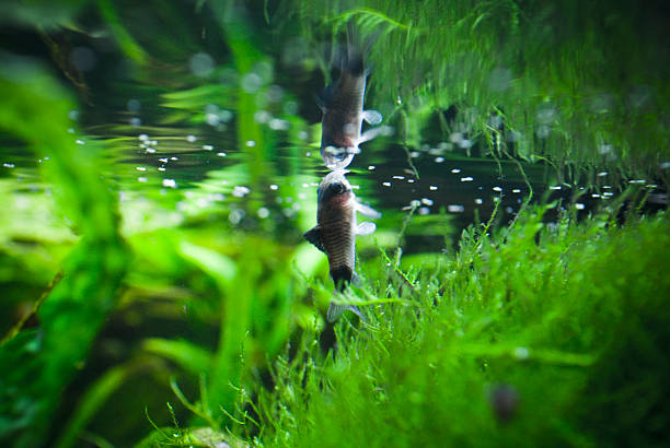 Underwater Reflection  amano aquarium stock pictures, royalty-free photos & images