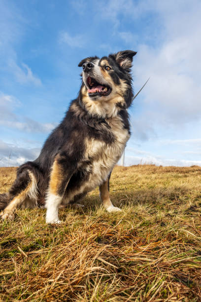 istock Friendly border collie on moorland grass 1131475885