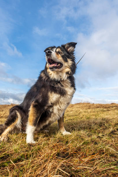 istock Friendly border collie on moorland grass 1131476171