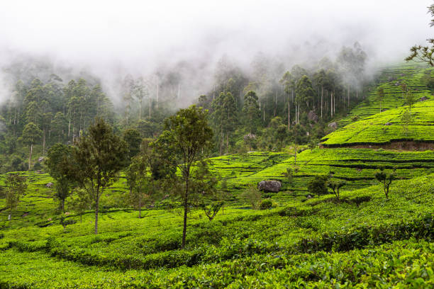 istock Tea plantation near Haputale. Sri Lanka. 1131476258