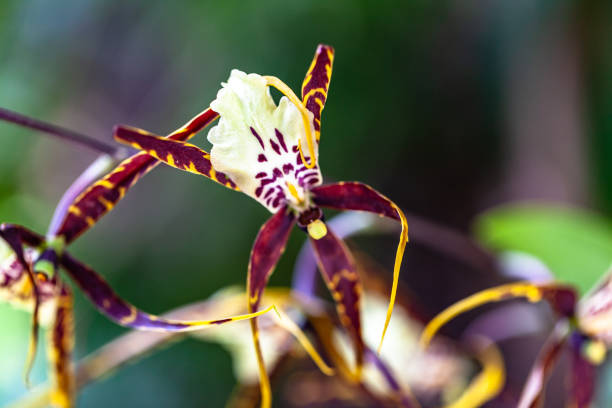 orchids flowers orchid flower