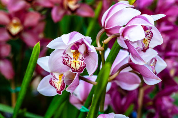 istock orchids flowers orchid flower 1131476377