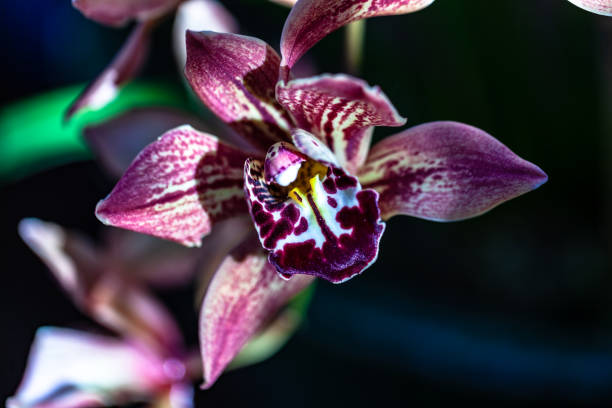 istock orchids flowers orchid flower 1131476444