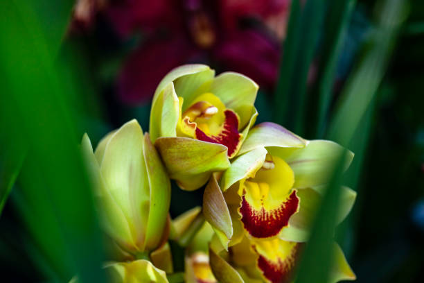A Bogotá, Colombia - A Sudamerlycaste Fimbriata Inflorescence in the Garden, in Bogotá, Colombia. The Country has the largest number of orchid species in the world, with nearly 4,270 identified species. It is also famous for its flowers and is the second-largest flower exporter in the world.  Photo shot in the morning sunlight; horizontal format. Copy space.