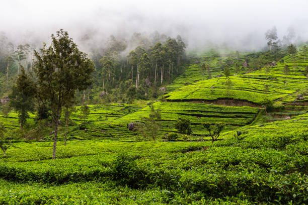 istock Tea plantation near Haputale. Sri Lanka. 1131479420