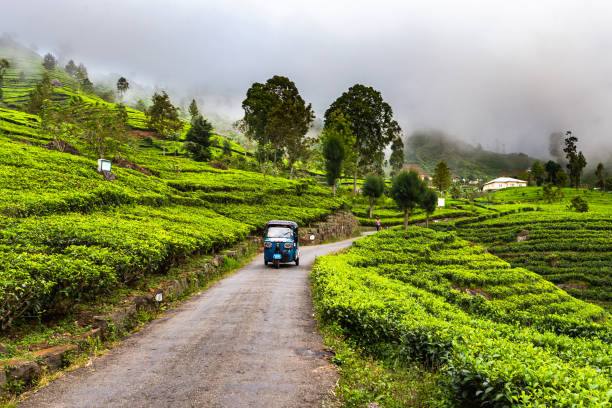 istock Tea plantation near Haputale. Sri Lanka. 1131480034