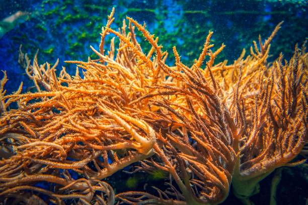 istock Colorful coral underwater 1131481167