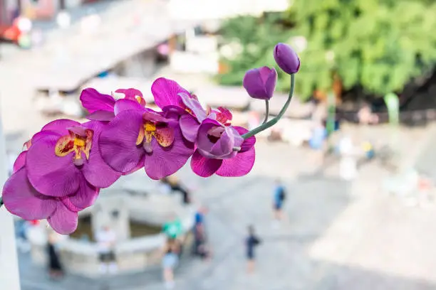 Lviv, Ukraine high angle view of historic Ukrainian city in old town market square with water fountain and closeup of purple orchid flowers on windowsill foreground