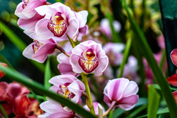 istock orchids flowers orchid flower 1131481577