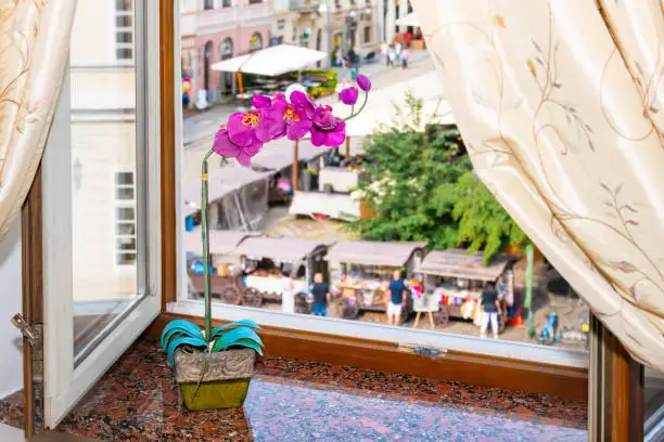 Lviv, Ukraine view of historic Ukrainian city in old town market square and purple orchid flowers in flowerpot on windowsill