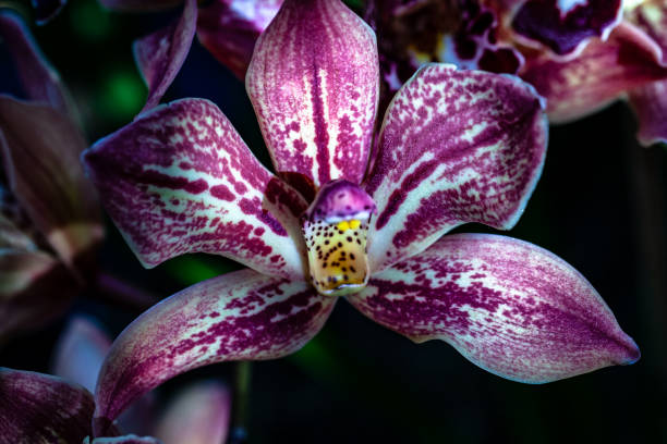 istock orchids flowers orchid flower 1131482265