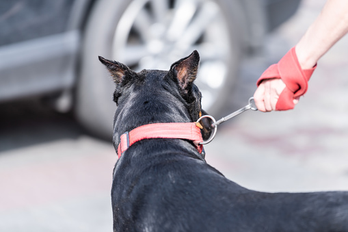 Back of one black doberman dog with hand on leash closeup ears on street in Lviv, Ukraine and car in bokeh background
