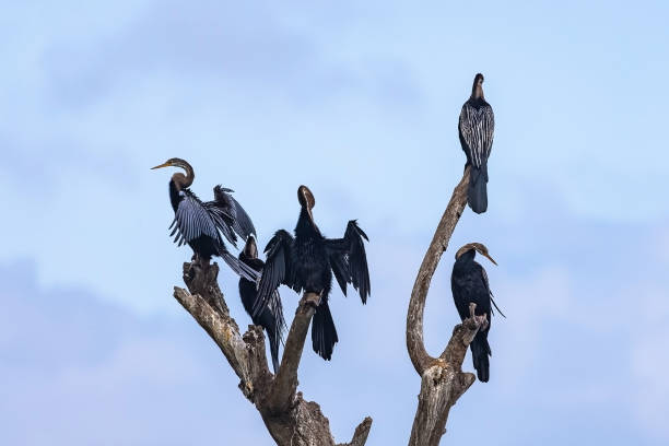 istock Oriental darter. Yala National Park. Sri Lanka. 1131487006