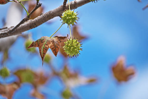 istock American Sweetgum 1131487235