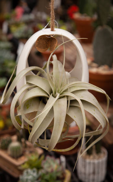 istock Air plant & succulents in hanging planter 1131487755