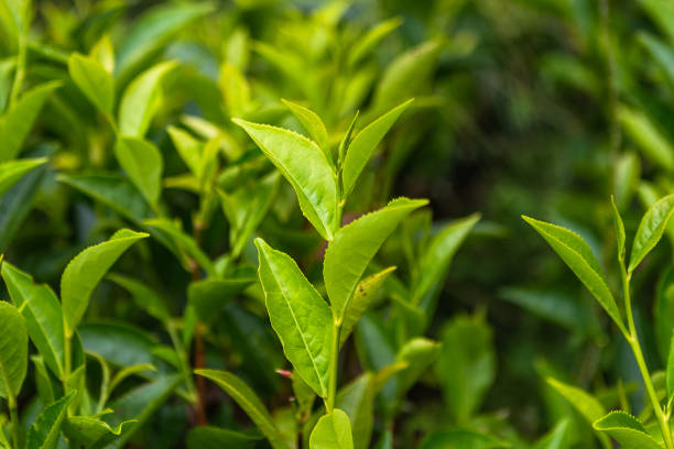 istock Tea plantation near Haputale. Sri Lanka. 1131487913