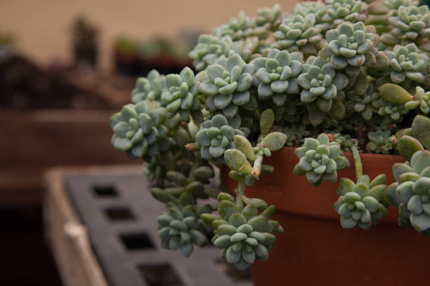 istock Assorted succulents in terracotta pots/urns 1131488959