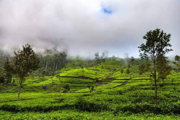 istock Tea plantation near Haputale. Sri Lanka. 1131490487