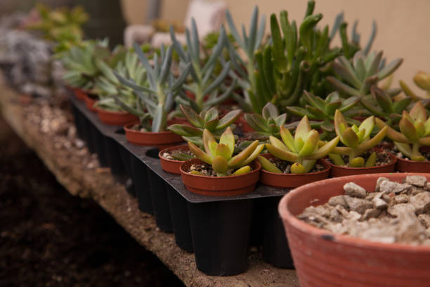 istock Assorted succulents in terracotta pots/urns 1131490491
