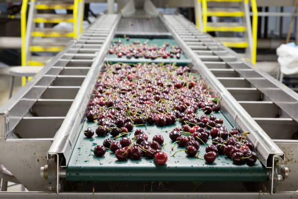 istock Red ripe cherries on a wet conveyor belt in a fruit packing warehouse in Washington state 1131491639