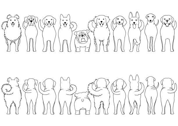 hunde züchten grenzschutzkunst - dog group of animals variation in a row stock-grafiken, -clipart, -cartoons und -symbole